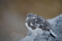 Langschläfer