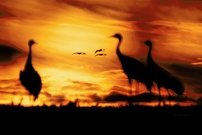 Kraniche im Sonnenuntergang