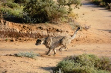 Cheetah