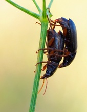 Ophonus Metophonus Kopula