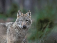 Wolfsportrait am Waldrand