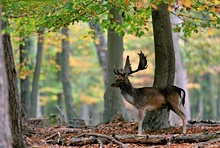 Im Herbstwald