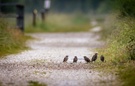 Man trifft sich am Wegesrand