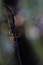 Spinne im Herbst