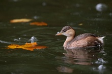 Herbsttaucher