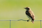 Das Braunkehlchen ist "Vogel des Jahres 2023"