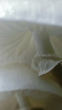 Unter den Hüten