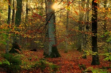 Herbstwald