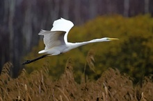 Flugstudie Silberreiher