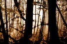 einfach nur in den Wald