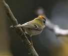 Der kleinste Vogel Europas,ist das Wintergoldhähnchen...