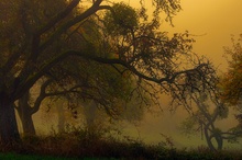 Streuobstwiese im Nebel