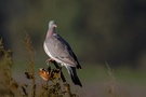 Vögel im Blühstreifen: 3. Die Ringeltaube