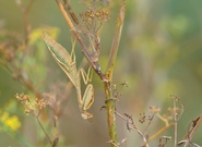 Mantis 'Iris oratoria' '22