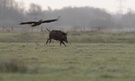 Seeadler gegen Wildschwein