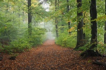 Herbstlicher Wald