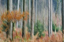 Herbstwaldwischer