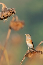 Vögel im Sonnenblumenfeld: 4. Bergfink (f) hält Ausschau nach Höherem