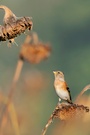 Vögel im Sonnenblumenfeld: 4. Bergfink (f) hält Ausschau nach Höherem