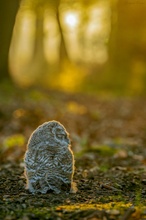 Schlafend im Gegenlicht