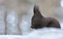 Schneehöhrnchen