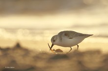 Sanderling