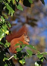 Eichhörnchen im Herbst