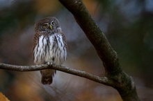 Beobachter im Herbstwald