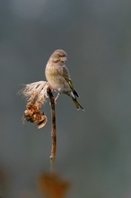 Vögel im Sonnenblumenfeld: 6. Grünfink