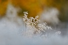 Herbst trifft Winter