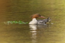 Gänsesäger II