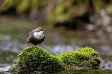 Wasseramsel am Bach