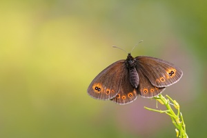 den Rundaugen Mohrenfalter (Erebia medusa)