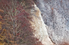 Kormorane im Kreidefelsen