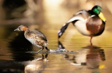 Der Flusswasserläufer