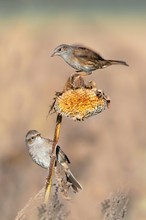 Vögel im Blühstreifen: 7. Heckenbraunellen II