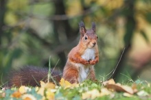 Das letzte Bild der Waldkobolde