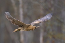 Dommel von gestern