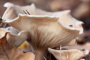 Kleine Pilzfliege zu Gast