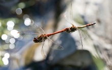 Hochzeitsflug