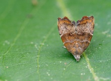 Feigen-Spreizflügelfalter (Choreutis nemorana)