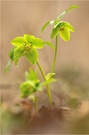 Grüne Nieswurz (Helleborus viridis)