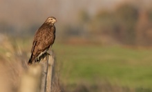 Bussard