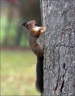 *Hörnchen_2*