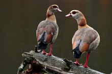 Nilgänse