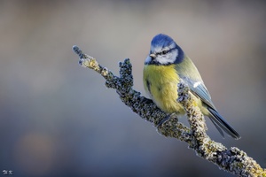 Blaumeise ...
