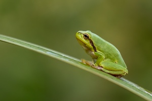 Laubfrosch im Schilf