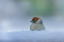 Feldsperling (Passer montanus)