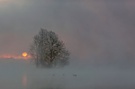 Vier Enten im Nebel 2