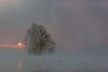 Vier Enten im Nebel 2